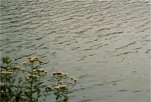 Lindsay Bottos, Flowers at PrettyBoy