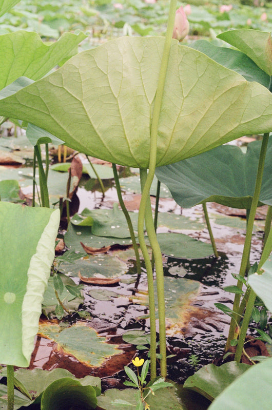 Sessalie Gore, Kenilworth #2