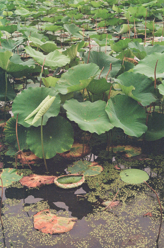 Sessalie Gore, Kenilworth #3