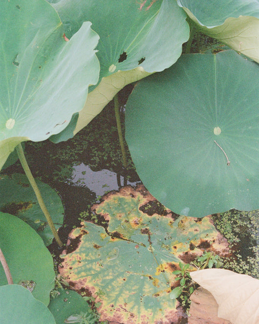 Sessalie Gore, Kenilworth #5