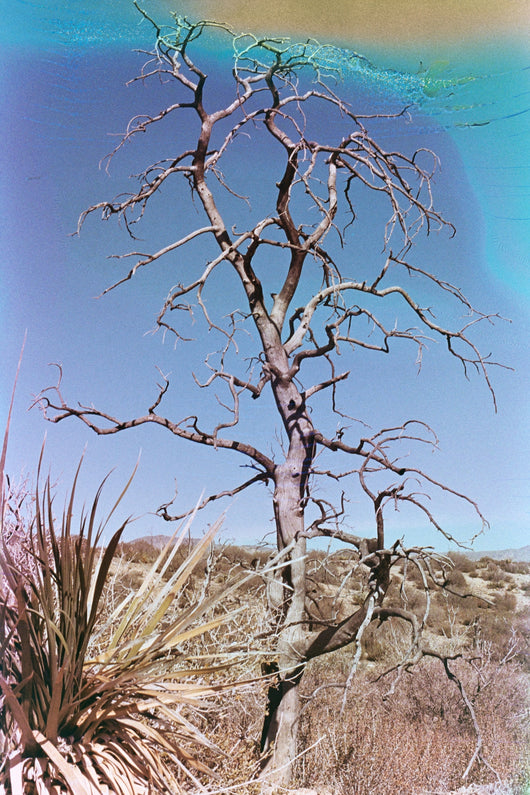 Jessica Cebra, The desert is my ocean floor no. 2