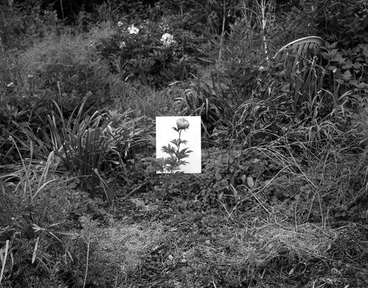 Marissa Long, Untitled (Community Gardens, Peony)