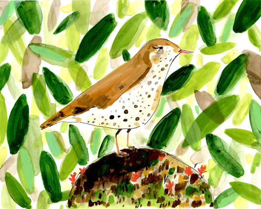 Elizabeth Graeber, Thrush Bird
