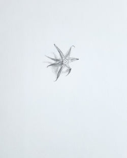 Samantha Van Heest, 1/11/25 (Tomato Stem)