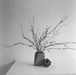 Adele Yiseol Kenworthy, Lacuna Blossoms
