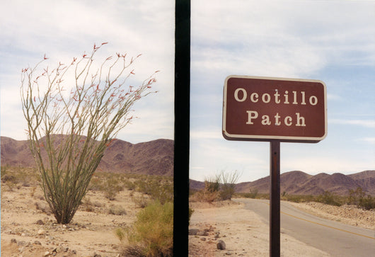 Cynthia Connolly, Ocotillo Patch, Joshua Tree, California, 1-11-99 (E-Z U-Frame-It series)