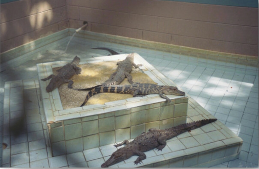 Lindsay Bottos, Central Florida Alligator Farm