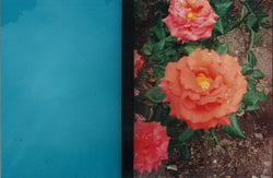 Cynthia Connolly, Pond and Rose, Portland, OR, 5-22-2000 (E-Z U-Frame-It series)