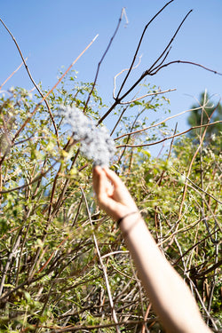 Kaitlin Jencso, Elderberry
