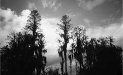 Lindsay Bottos, Florida Swamp