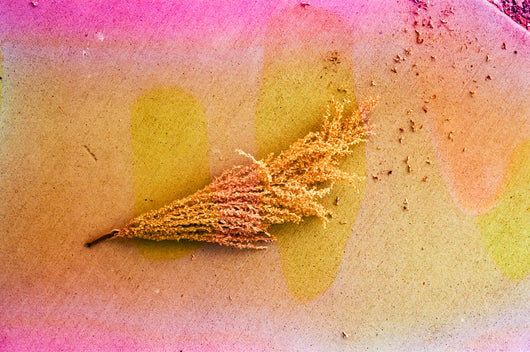 Jessica Cebra The desert is my ocean floor No. 25
