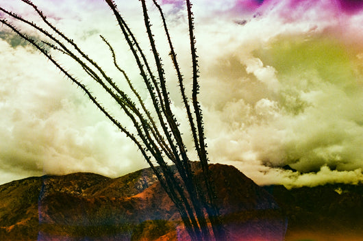 Jessica Cebra The desert is my ocean floor No. 31