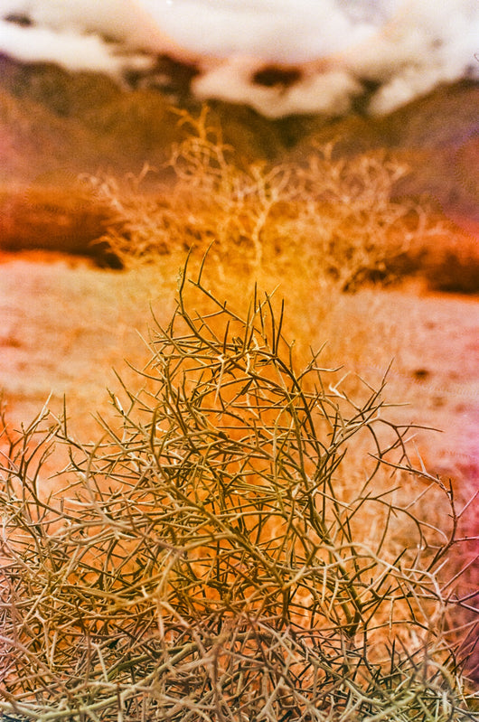 Jessica Cebra The desert is my ocean floor No. 33