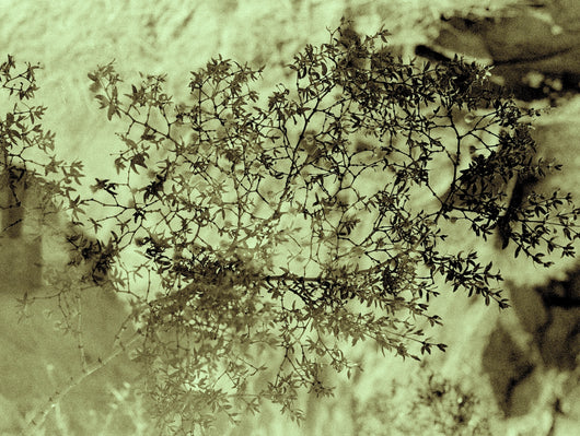 Jessica Cebra The desert is my ocean floor No. 36
