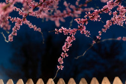 Kaitlin Jencso, Redbud