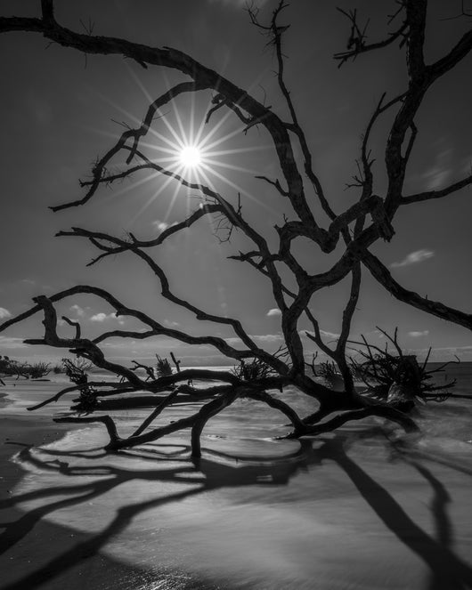 Allen Russ, Dendriform