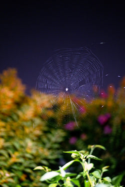 Kaitlin Jencso, Untitled (Late Summer Web)