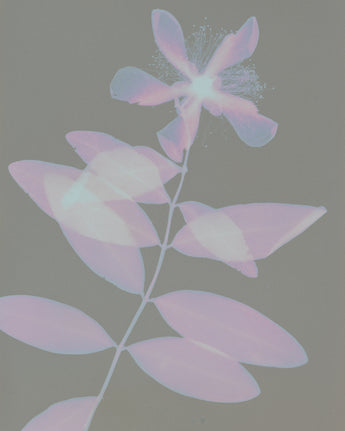 Jonna McKone, Pale Flower