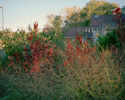 Jonna McKone, Town Meadow, Somerset County, MD