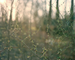 Jonna McKone, Early Spring Light, Howard County, MD