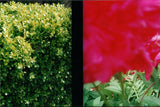Cynthia Connolly, Boxwood and Rose, Portland, OR, 5-22-2000 (E-Z U-Frame-It series)