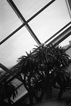 Lindsay Bottos, Druid Hill Conservatory