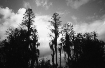 Lindsay Bottos, Florida Swamp