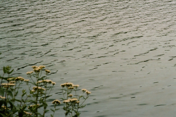 Lindsay Bottos, Flowers at Prettyboy
